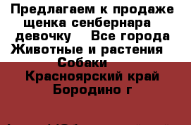 Предлагаем к продаже щенка сенбернара - девочку. - Все города Животные и растения » Собаки   . Красноярский край,Бородино г.